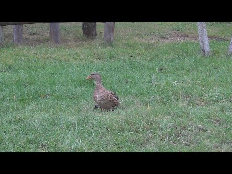 Видео: Часть 2 (Дикопёрые)