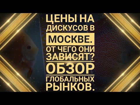 Видео: Цены на дискусов в Москве. Обзор глобальных рынков.