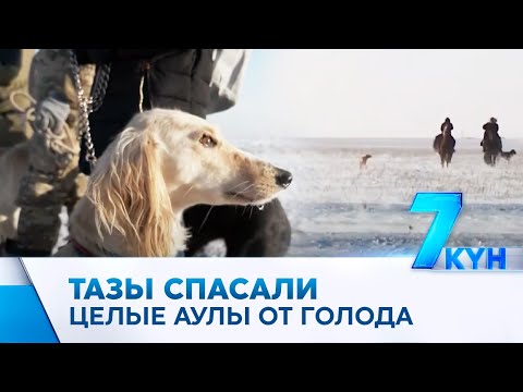 Видео: Тазы - казахская борзая