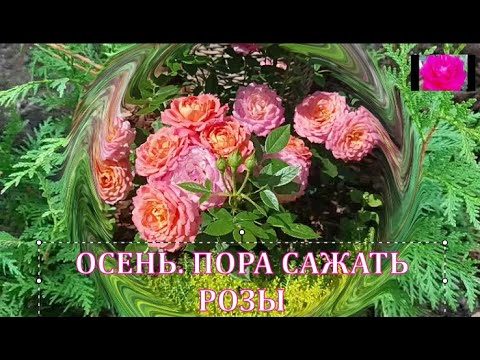 Видео: САЖАЮ РОЗЫ ОСЕНЬЮ.