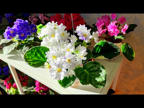 Видео: Обзор цветения фиалок