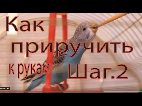 Видео: Как приручить попугая к рукам шаг второй налаживаем общение с попугаем