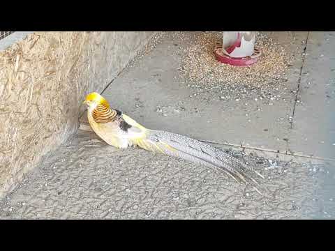 Видео: 28. Рейс на Армению. Везем катушки кабельные.