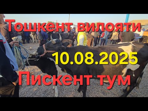 Видео: Тошкент вилояти Пискент тум чорва бозори СИГИРЛАР КАТОРИ 08.10.2025