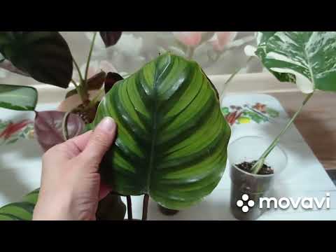 Видео: Комнатные цветы. Вечерние цветочные находки. Аглаонема, калатея, аллоказия..