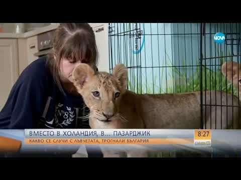 Видео: Какво се случи с лъвчетата, трогнали цяла България? - Събуди се (27.01.2018)