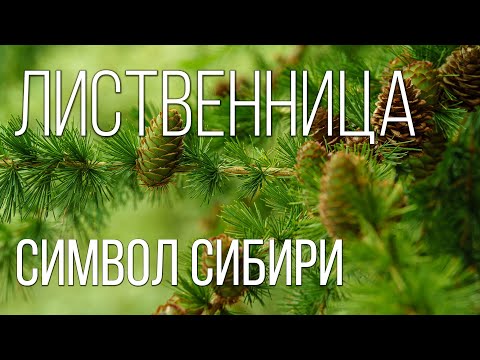 Видео: Лиственница: Символ Северных Лесов | Интересные факты про лиственницу