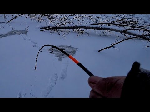 Видео: ПОПАЛ НА УТРЕННИЙ ВЫХОД!!ЩУКА, СУДАК ОКУНЬ!!! Рыбалка на Оби, комбайны,крупный язь!