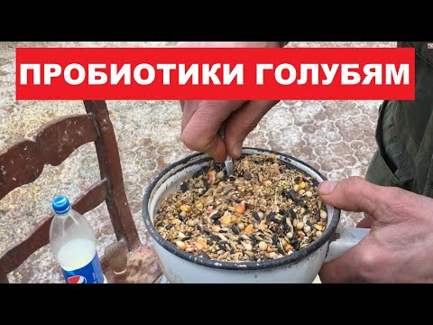 Видео: Пробиотики. Польза пробиотиков и как их использовать для кормления голубей.