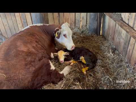 Видео: История о сложной судьбе  коровы Пули #герефорд #болезнь #отел #судьба #ферма #история #лечение #кфх