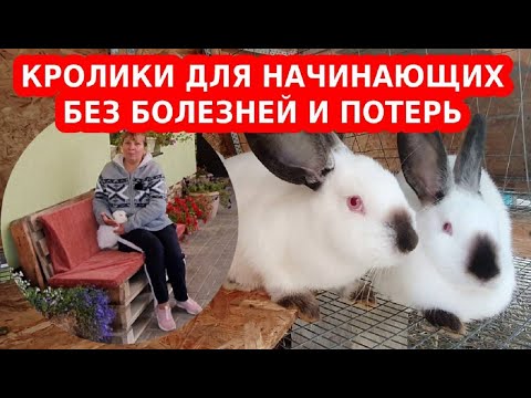 Видео: Разведение кроликов для начинающих - все делаем правильно с самого начала