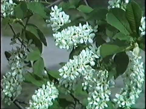 Видео: Поселок Подгорный (ЗАТО Железногорск Красноярский край). Съемка 1992 год.