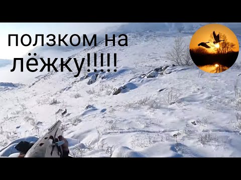 Видео: ОХОТА НА ЗАЙЦА. ЕЩЕ ОДИН ИНТЕРЕСНЫЙ МОМЕНТ