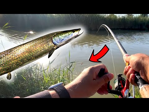 Видео: Рыбалка на Амазонке. Первая серия