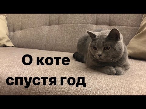 Видео: Чем кормить КОТА? Уход за британцем.