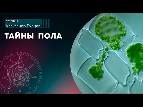 Видео: Тайны пола