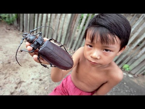 Видео: Самые большие жуки на свете