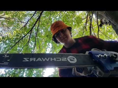 Видео: VLOG: Новая пила! Дрова и котята. 26.10.25.