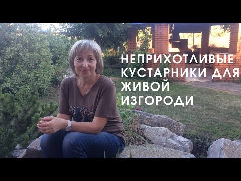 Видео: Неприхотливые кустарники для живой изгороди