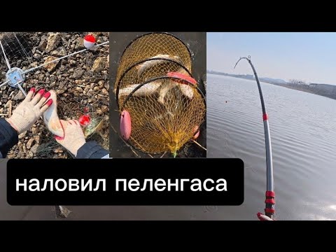 Видео: Привязал на удочку ХАПУГУ! и НАЛОВИЛ ПОЛНЫЙ САДОК РЫБЫ 🐟. #рыбалка #fishing