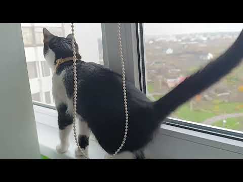 Видео: Охотник рядом. 