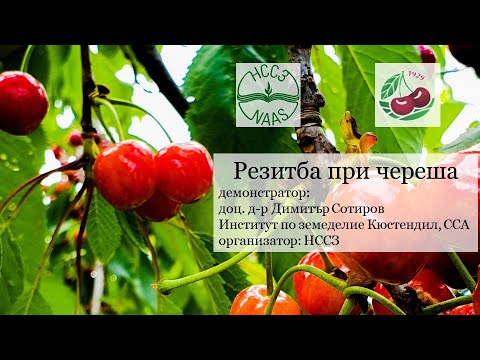 Видео: Зимна резитба при череша - демонстрация