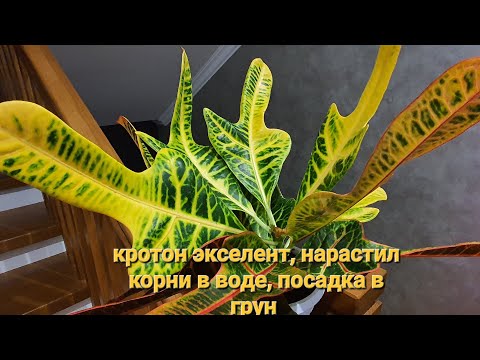 Видео: кротон экселент, посадка после укоренения в воде