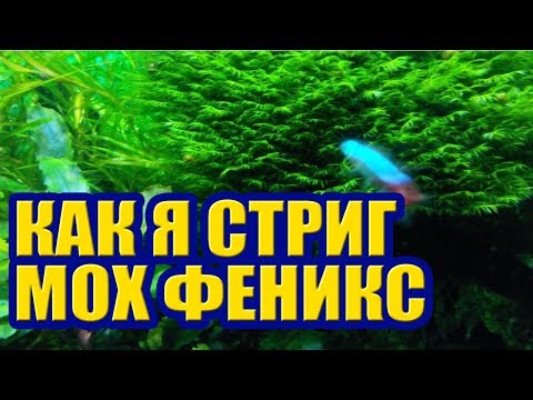 Видео: Как стричь Мох Феникс. Уход за Растениями в Аквариуме, стрижка, обрезка, прополка