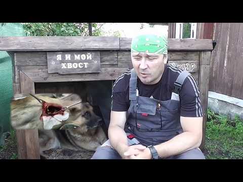 Видео: Можно ли собаке кости?!