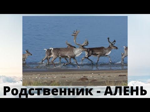 Видео: Ваш родственник Алень / Как быть?