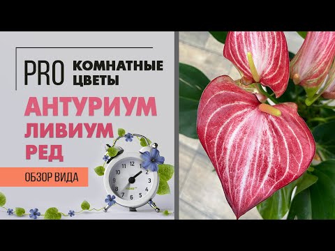 Видео: Антуриум Ливиум Ред - единственный полосатый сорт антуриума