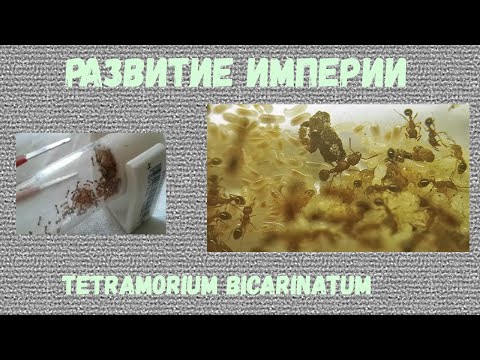 Видео: РАЗВИТИЕ ИМПЕРИИ Tetramorium bicarinatum! как развивалась колония в течении года?!?