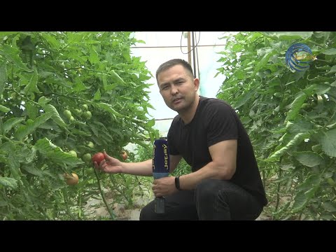 Видео: ҚЫЗЫҒЫ МОЛ ҚЫЗАНАҚ ШАРУАШЫЛЫҒЫ / ЕЛ мен ЖЕР / 09.06.2023