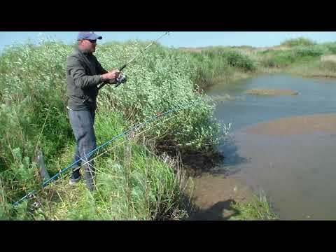 Видео: Ловля Судака на донную снасть.