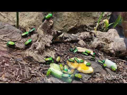 Видео: ZOO🐅 -ЗОЛОТАЯ ОСЕНЬ/ В СРЕДУ ПЕНСИОНЕРОВ  ЖДУТ  !