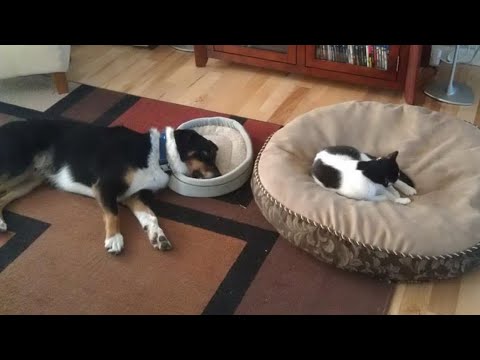 Видео: 😺 Наглость - второе счастье! 🐕 Смешное видео с собаками, кошками и котятами! 😸