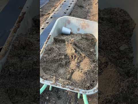 Видео: Высадка клубники