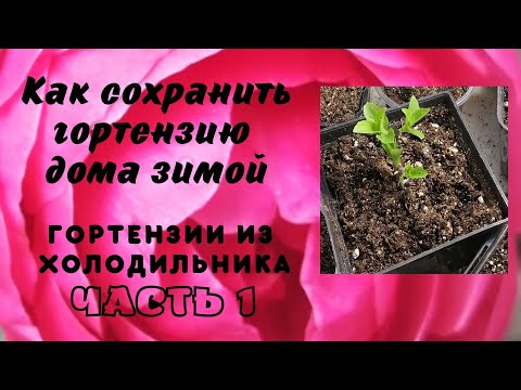 Видео: КАК СОХРАНИТЬ ГОРТЕНЗИЮ ДОМА ЗИМОЙ. (Гортензии из холодильника. Часть 1).