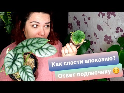 Видео: Ответ подписчику. Как спасти алоказии?