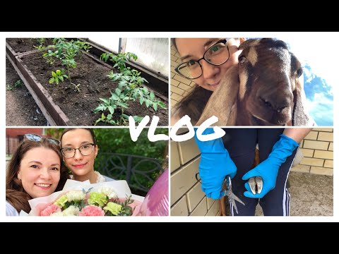 Видео: Обрезка КОПЫТ у КОЗ / ЗАЩИТИЛА 👩🏻‍🎓