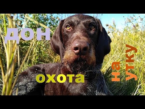 Видео: ОХОТА НА УТКУ С ДРАТХААРОМ ''ДОН''