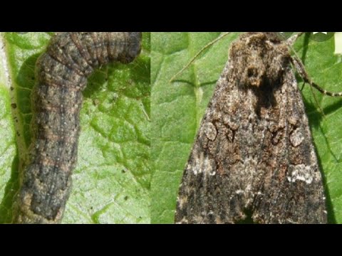 Видео: ОСТОРОЖНО СОВКА!!!! пересеяный подсолнух, съела Совка.
