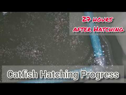 Видео: Инкубатор для разведения сома: процесс вылупления и прогресс!