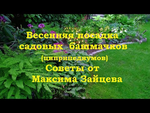 Видео: Весенняя посадка садовых башмачков(циприпедиумов). Советы от Максима Зайцева