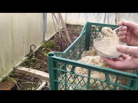 Видео: УСПЕЙТЕ ЗАГОТОВИТЬ МОХ СФАГНУМ //КАК  ПРИМЕНЯТЬ МОХ СФАГНУМ?