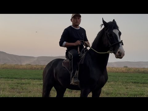 Видео: Бышты сатылат +996-500-059-659.  kyrgyzstan #horse