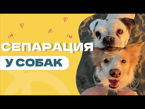 Видео: Собака НЕ УМЕЕТ ОСТАВАТЬСЯ одна, страх одиночества у собаки