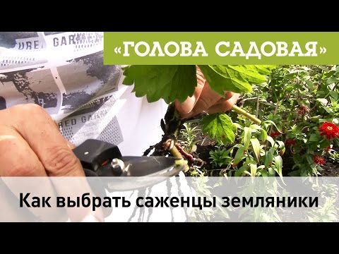 Видео: Голова садовая - Как правильно выбрать саженцы земляники