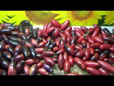 Видео: Томат Сливка Гурман анто - удача этого года.