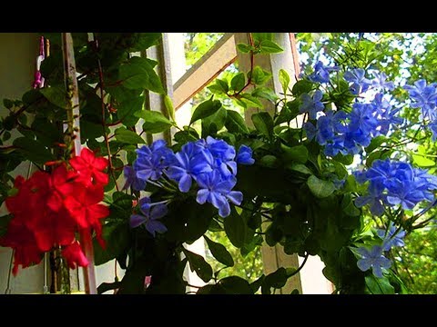 Видео: Плюмбаго ( Свинчатка ) заставить цвести с помощью обрезки ! Плюмбаго черенкование !